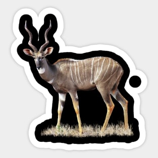 Kudu - Lesser Kudu - Antelope in Africa Sticker